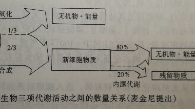 活性污泥代謝活動(dòng)數(shù)量關(guān)系